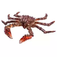 Kamchatka crab (royal crab)...